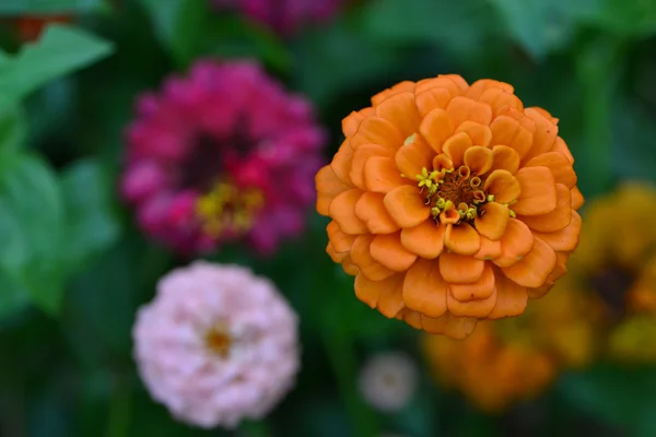 Makro orande květ — Stock fotografie