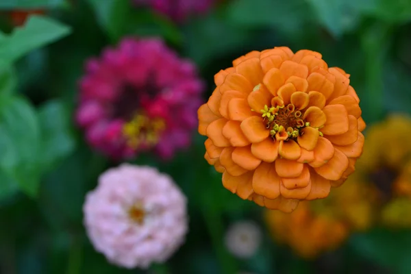 Fiore di macroorande — Foto Stock