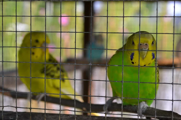 Parrot in a cage — Stock Photo, Image