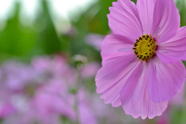 Pink flower 2 — Stock Photo, Image