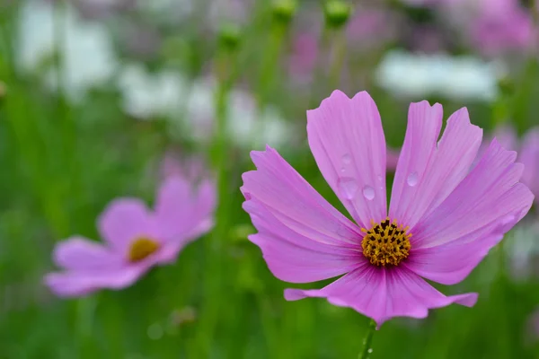 Pink flower 3 — Stockfoto