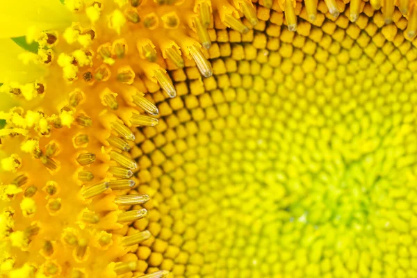 Sonnenblumenmakro — Stockfoto