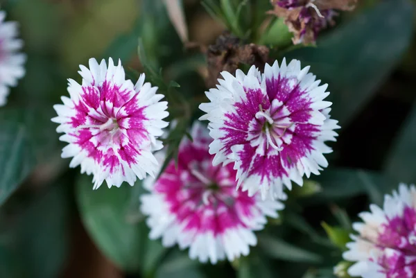 stock image Flower