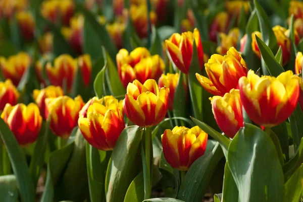 stock image Flower