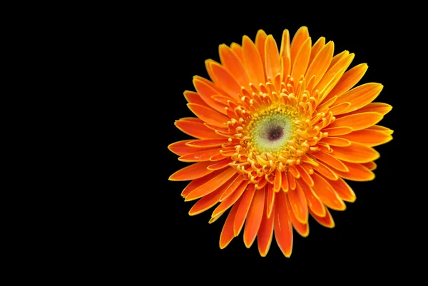 Красиву квітку — стокове фото