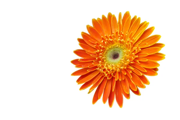 Flor naranja única sobre blanco — Foto de Stock