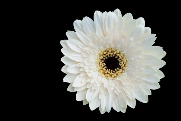 Enda vit blomma onblack — Stockfoto
