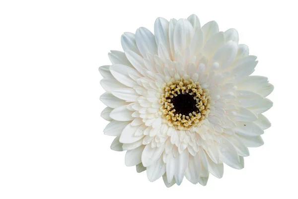 Enda vit blomma onwhite — Stockfoto