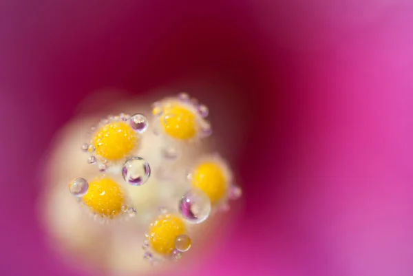 花の水ドロップ中心 — ストック写真