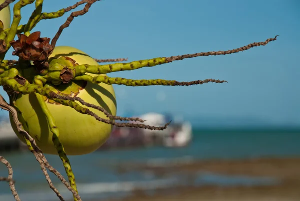 Kokosnuss vor dem Pier — Stockfoto