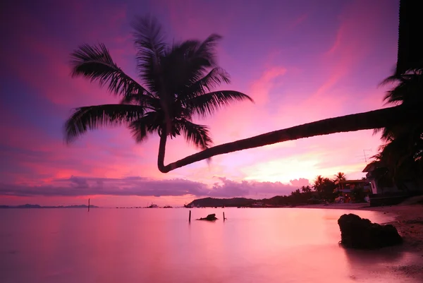Coconut tree twilight — Stockfoto