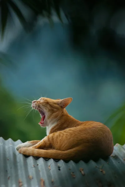 Yawnung cat — Stock Photo, Image