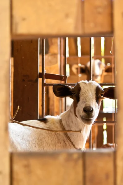 Kafes içinde keçi — Stok fotoğraf