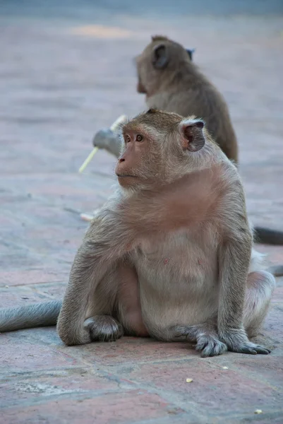 Iki maymun — Stok fotoğraf
