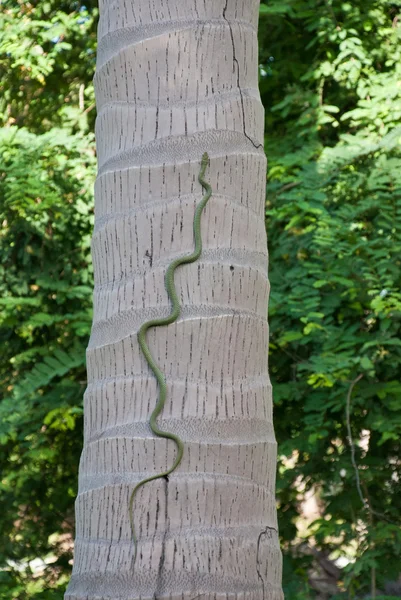 Serpente verde — Foto Stock