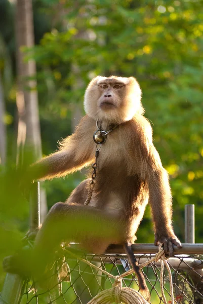 Eğitilmiş maymun — Stok fotoğraf