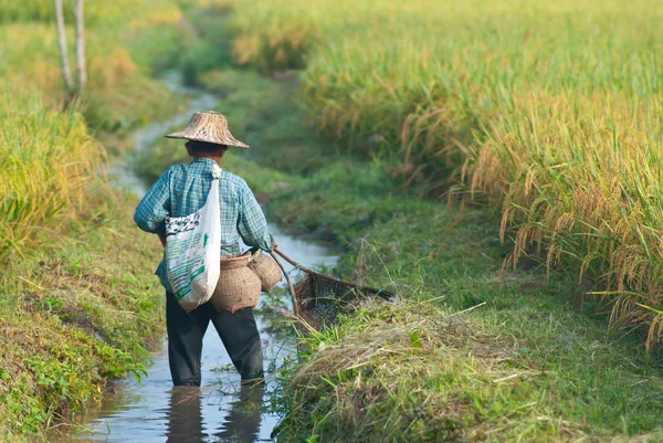 Farmer in rice field — Stock Photo, Image
