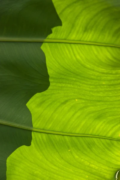 투명 한 잎 — 스톡 사진
