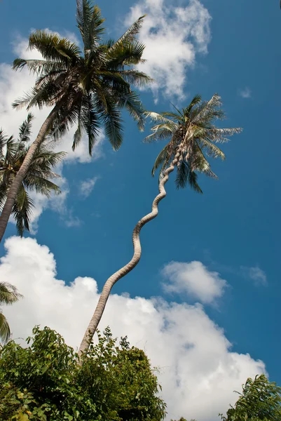 Zvláštní spirály kokosová palma — Stock fotografie