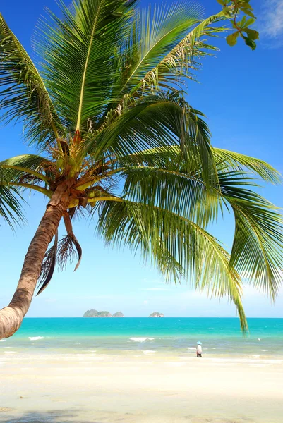Nucă de cocos palmier — Fotografie, imagine de stoc