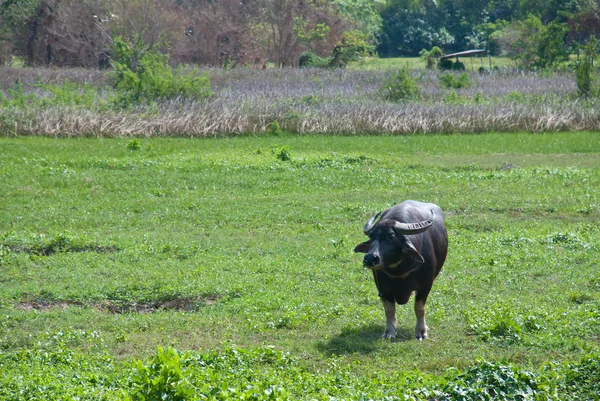 Volwassen buffalo — Stockfoto