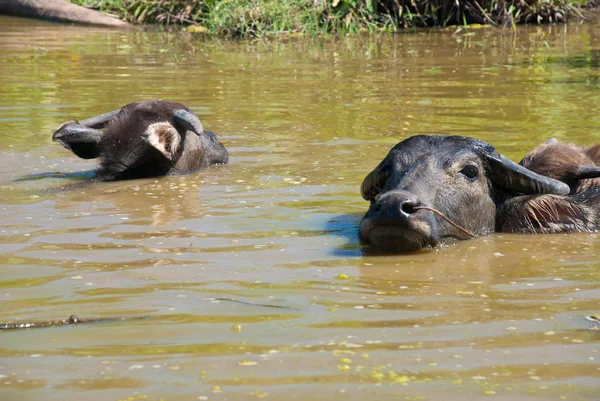 Buffalos in the water — Stock Photo, Image