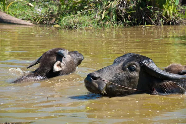 Buffalos in the water — Stock Photo, Image