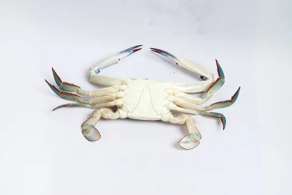 Rohe Krabben isoliert weißen Hintergrund in Thailand — Stockfoto