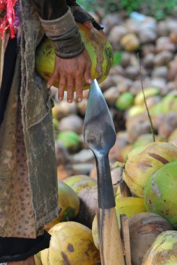 Coconut farm clipart