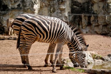 Zebra hayvanat bahçesinde