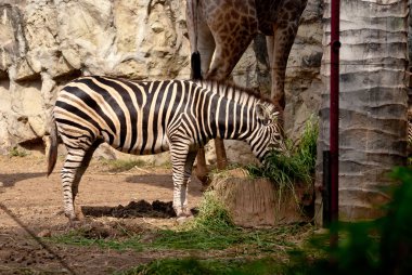 Zebra hayvanat bahçesinde