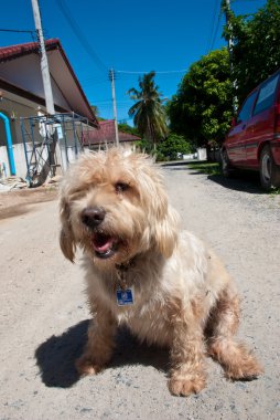 basit sokak köpeği