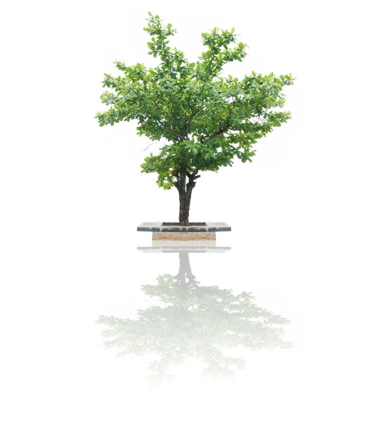 Isolated tree on white background — Stock Photo, Image
