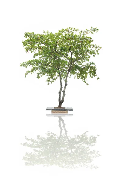 Isolated tree on white background — Stock Photo, Image