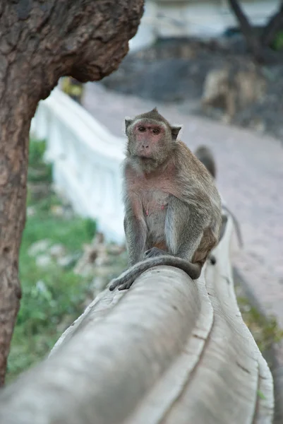 Тайская обезьяна — стоковое фото