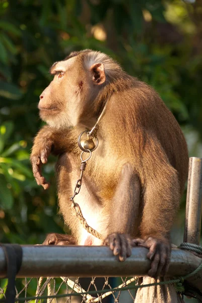 Thai monkey — Stock Photo, Image