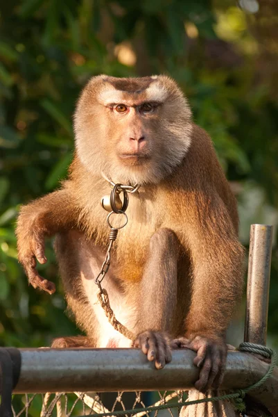 泰国猴子 — 图库照片