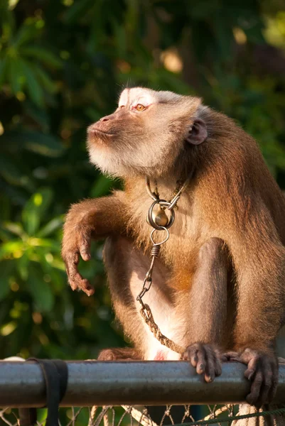 Thai monkey — Stock Photo, Image