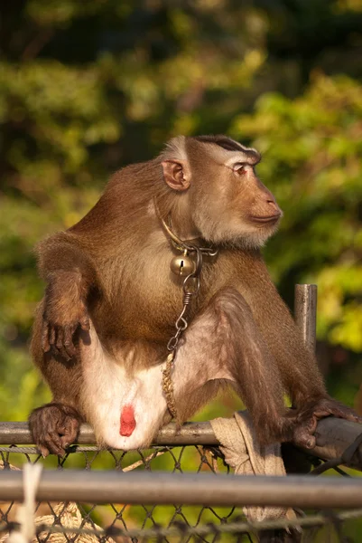 Thailändischer Affe — Stockfoto