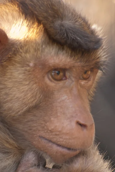 タイ猿 — ストック写真