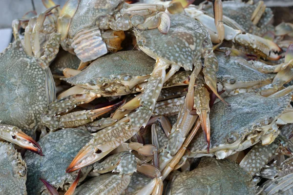 Raw sea food — Stock Photo, Image