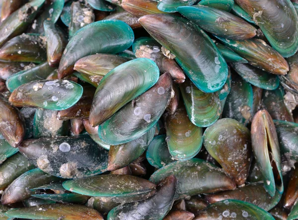 Çiğ deniz mahsulleri — Stok fotoğraf
