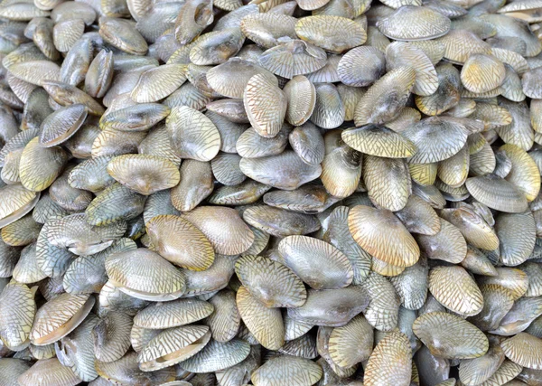 Сирі морепродукти — стокове фото