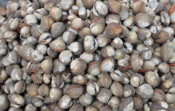 Syrové mořské plody — Stock fotografie