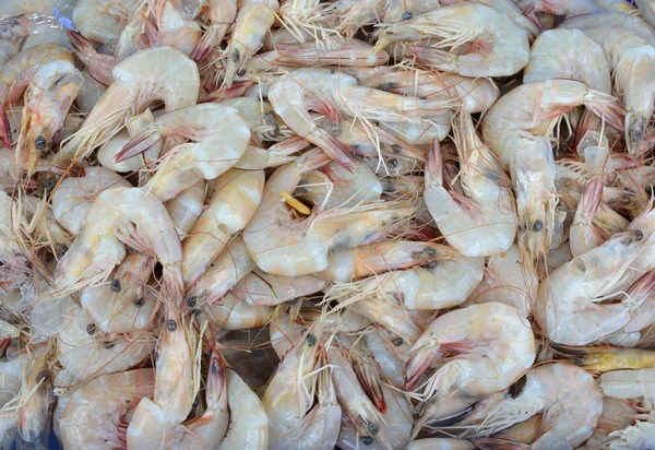 Raw sea food — Stock Photo, Image