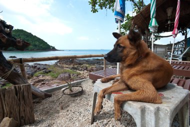 basit sokak köpeği