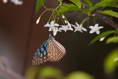 Local thai butterfly clipart