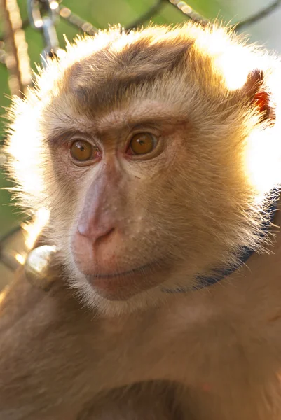 Tayland maymunu — Stok fotoğraf