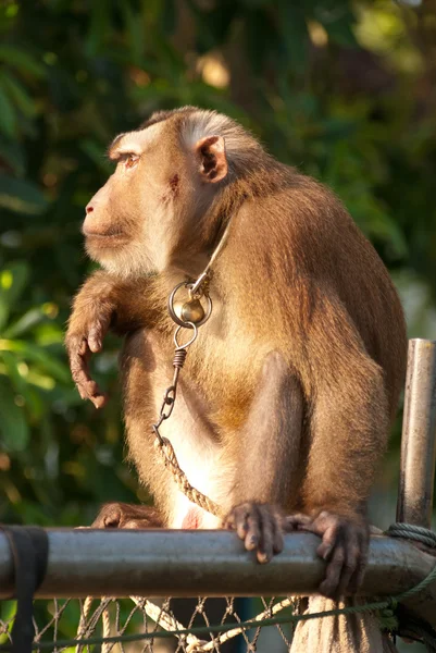 Thailändischer Affe — Stockfoto