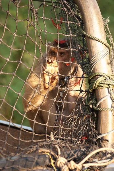Tayland maymunu — Stok fotoğraf